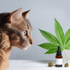 CBD et chats : conseils et dosage adéquat - HoRuS