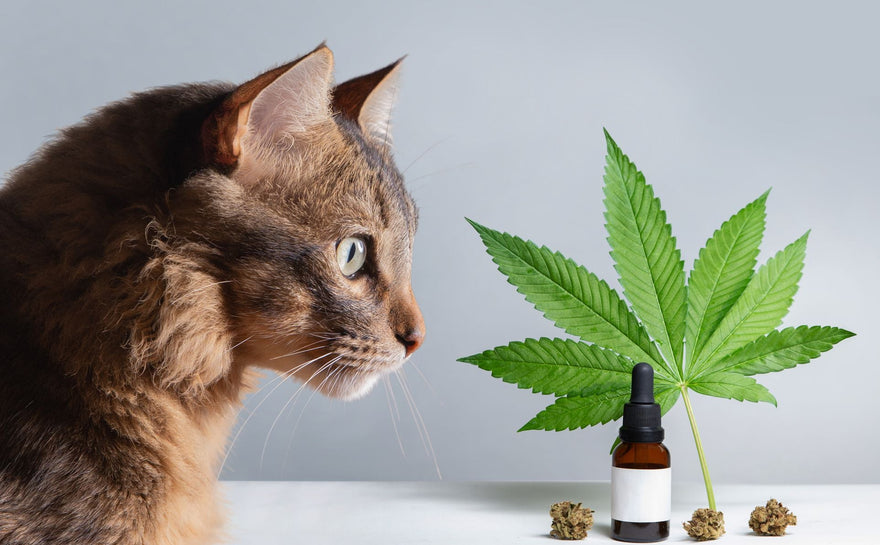 CBD et chats : conseils et dosage adéquat - HoRuS