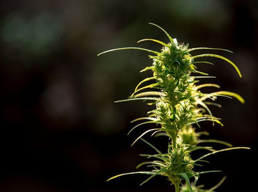 H3-CBN : L'avènement d'une nouvelle époque avec cette substance issue du CBD. - HoRuS