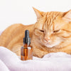 La posologie unique de l'huile de CBD adaptée aux chats - HoRuS