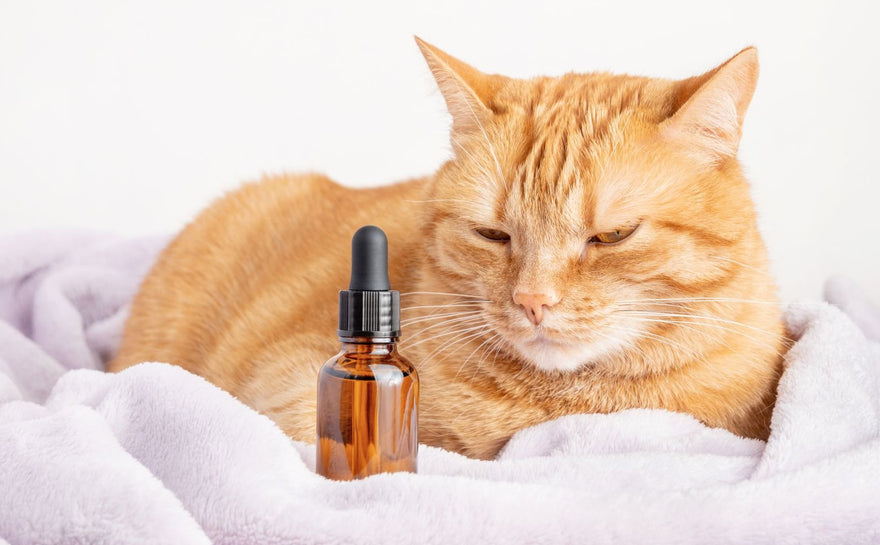 La posologie unique de l'huile de CBD adaptée aux chats - HoRuS