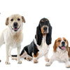 CBD pour Animaux