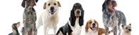 CBD pour Animaux