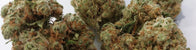 Fleurs de CBD