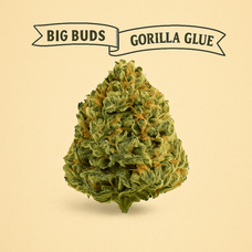 Gorilla Glue