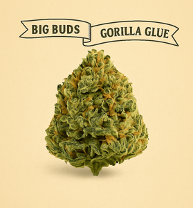 Gorilla Glue