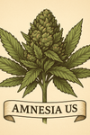 Amnesia US