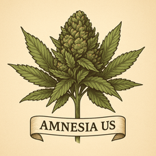 Amnesia US