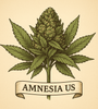 Amnesia US