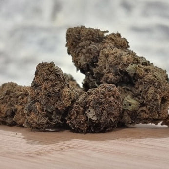 Moutchachoss Black Sugar CBN - HoRuS - Boulogne sur Gesse - Midi Pyérénées - Isle en Dodon - Saint Gaudens